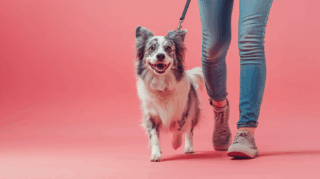 5 étapes pour éduquer son chien à la marche en laisse