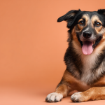 Franchise assurance chien : comment maîtriser le coût de ses soins ?