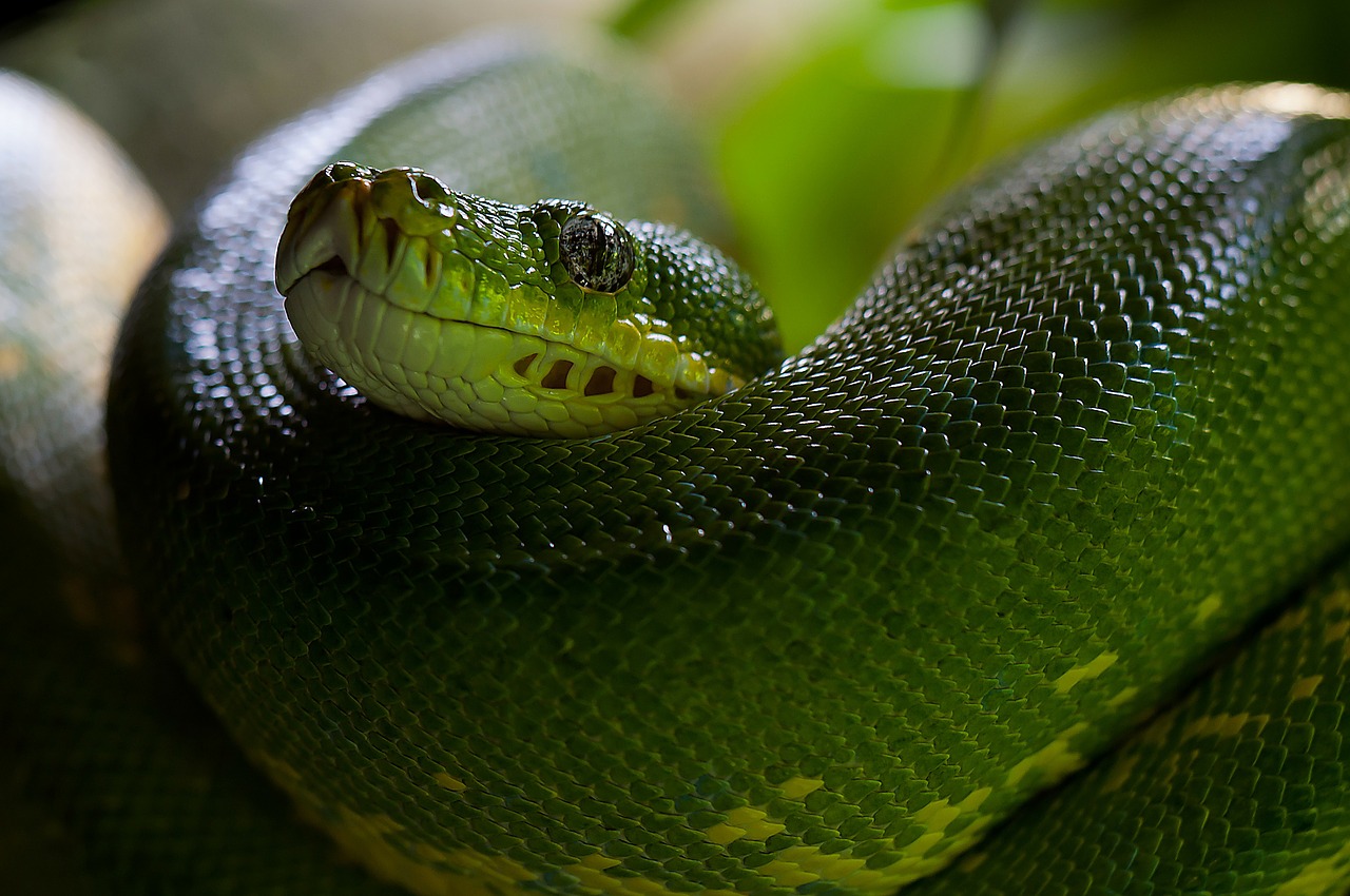 green-tree-python-226553_1280